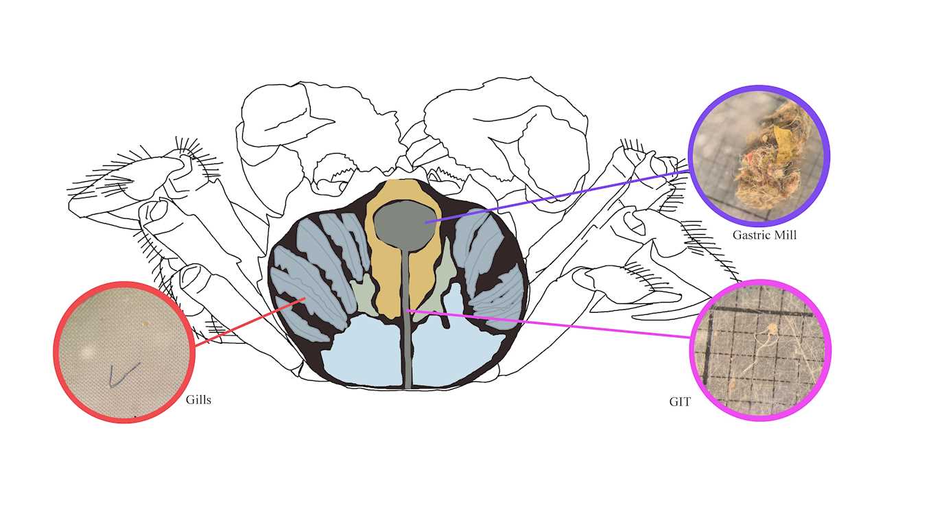 MicroplasticsCrab2