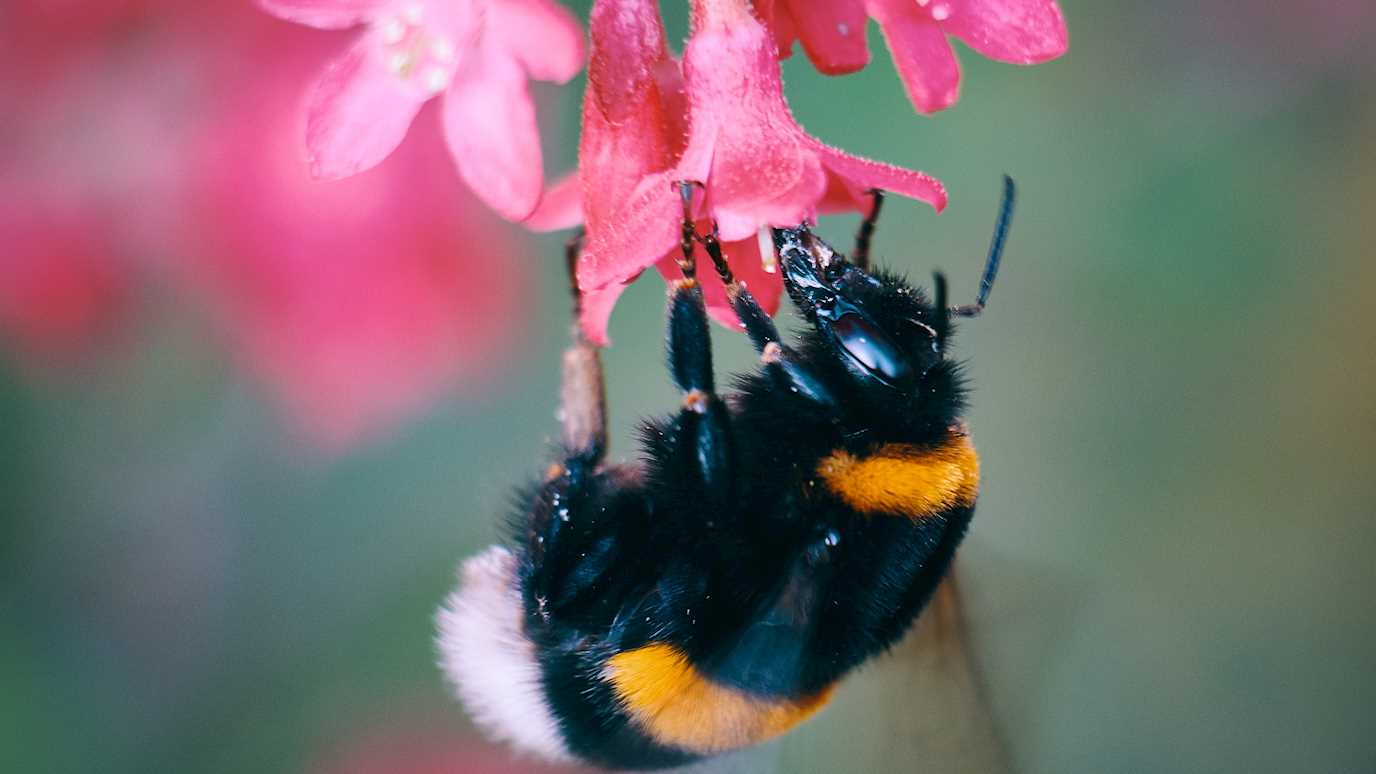 Bumblebee _ Thomas Millet