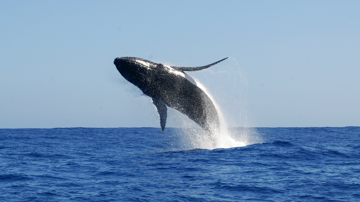 Hi Res - Whale song culture differs between northern and southern hemispheres. Photo by Ellen C. Garland