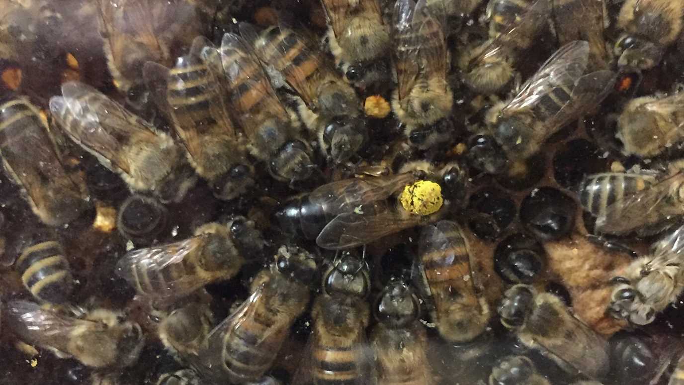 Queen Bee surrounded by workers. Credit Matthew Hasenjager