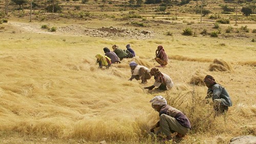A field of teff in northern Ethiopia with crouched pickers