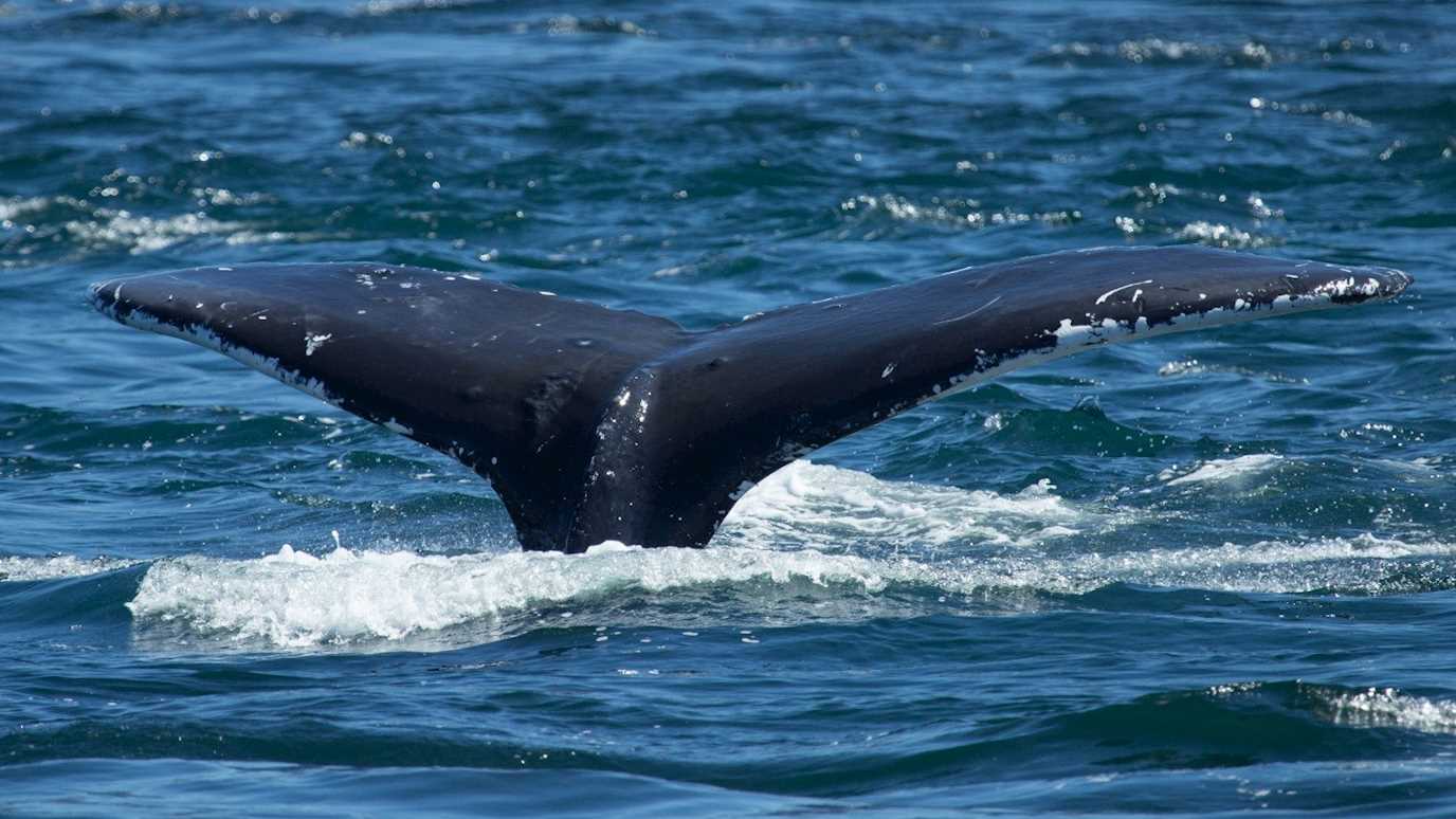 whale tale Biological Sciences