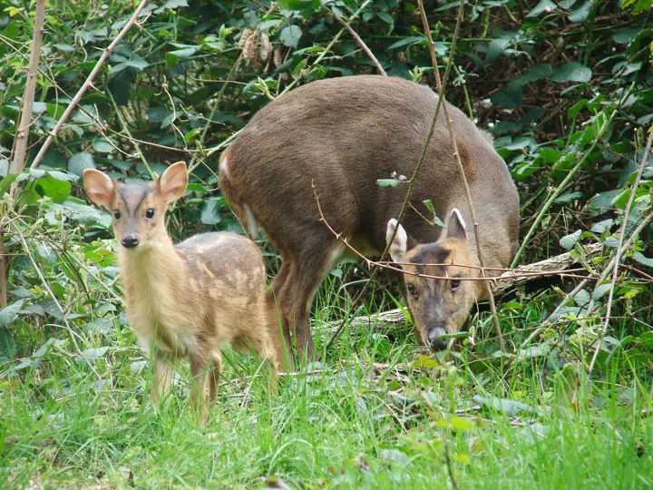 muntjac on campus