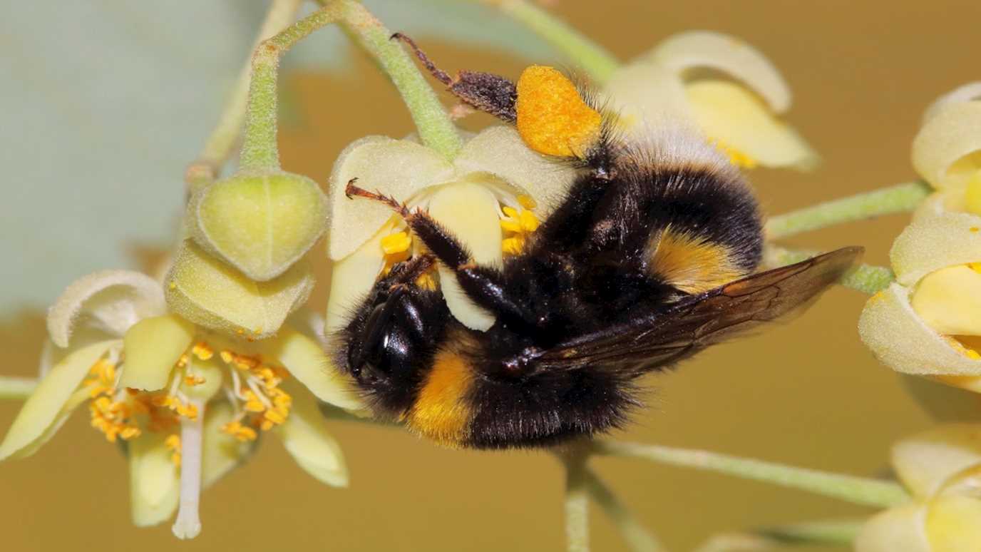 Hauke Koch © RBG Kew.jpg