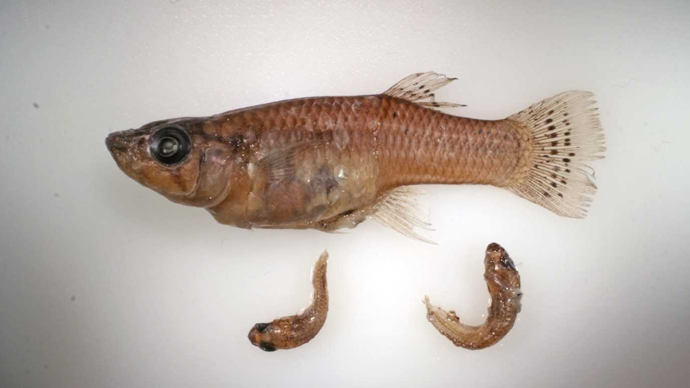 A female Bahamas mosquitofish (Gambusia hubbsi) with two cannibalism victims removed from her gut. Photo by R. Riesch.jpg