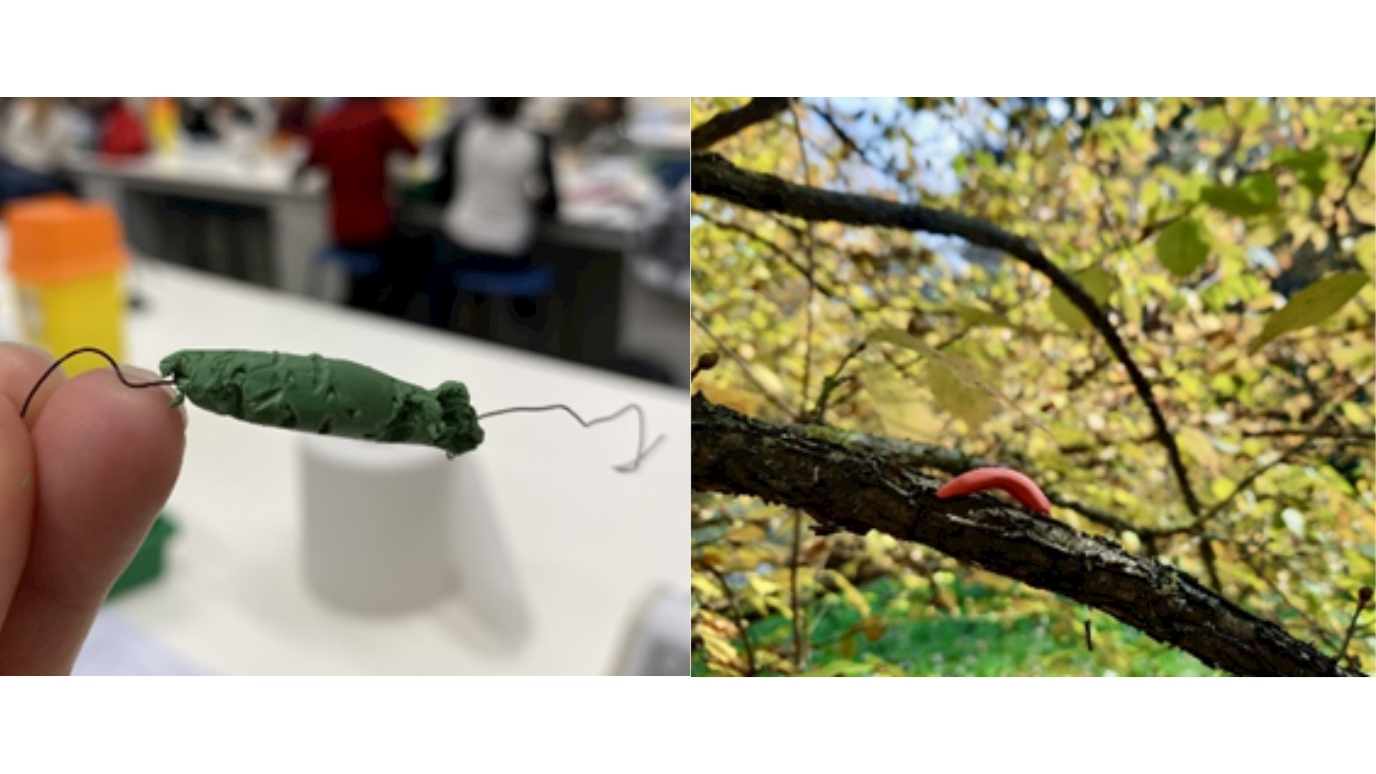 Caterpillar Predation Experiment