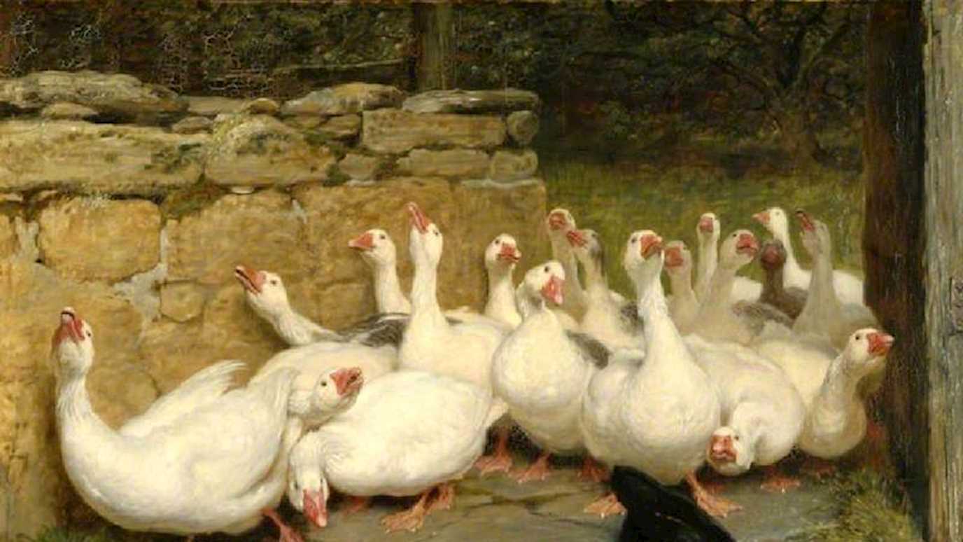 SRY RHU THC20062 001