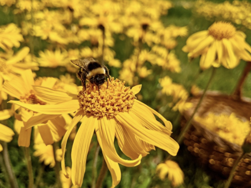 Arnica montana