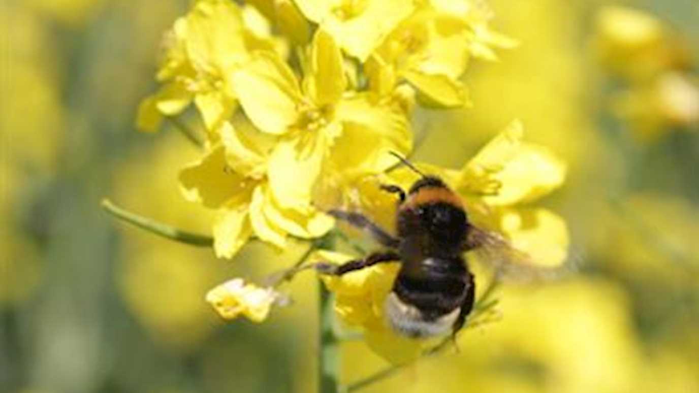 bumblebees extintion article