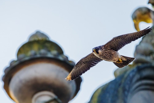 One of the peregrine falcons mid flight, next to the founder's building