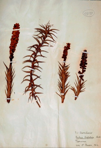 Honeybush by Margaret Benson - Tasmania (endemic) 1906