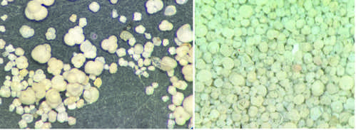 Image of forams