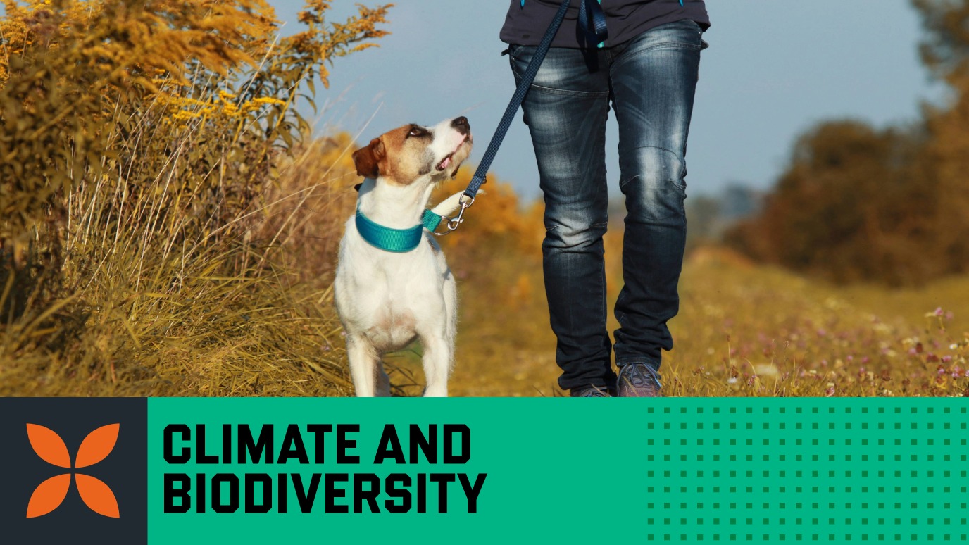 Dog walking Chobham Common Hero - Royal Holloway Areas of Strength icon 'climate & biodiversity'