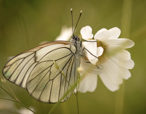 Black-Veined White